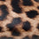 Leopard Print